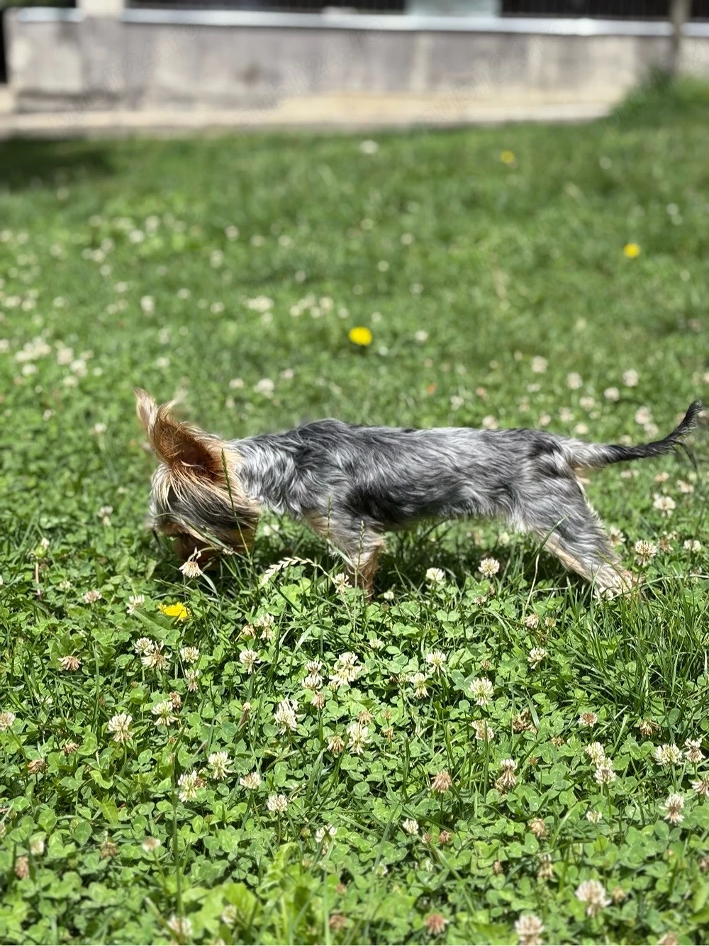 Pui yorkshire Terrier mini pocket 