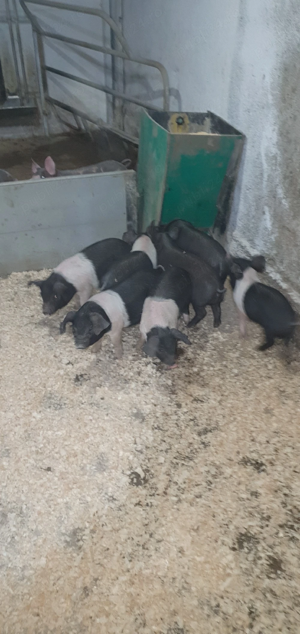 Vând purcei Bazna cu sau fără acte de origine