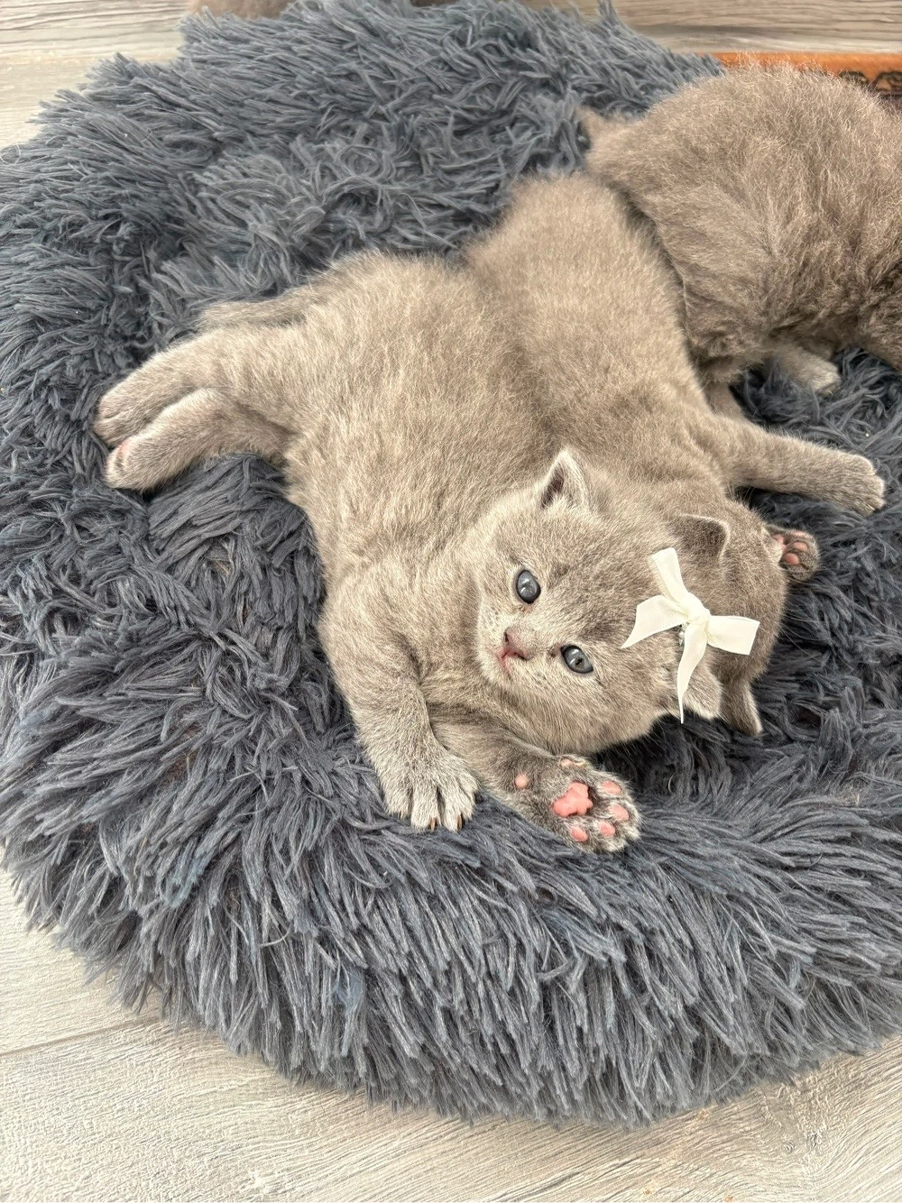 pisica british shorthair blue