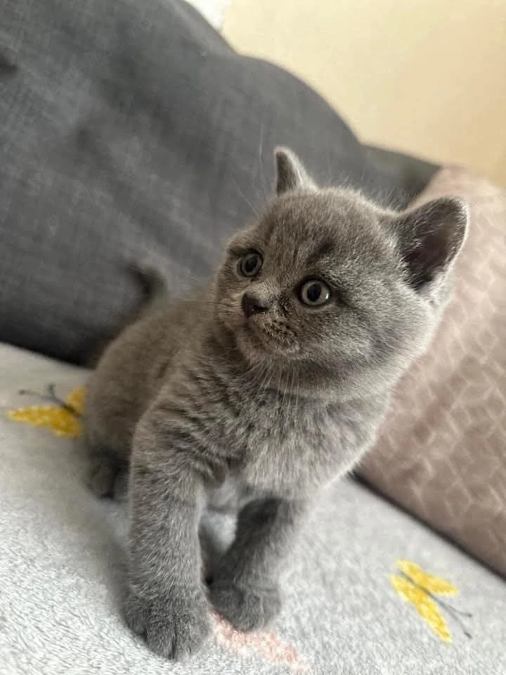 british shorthair mascul si femela