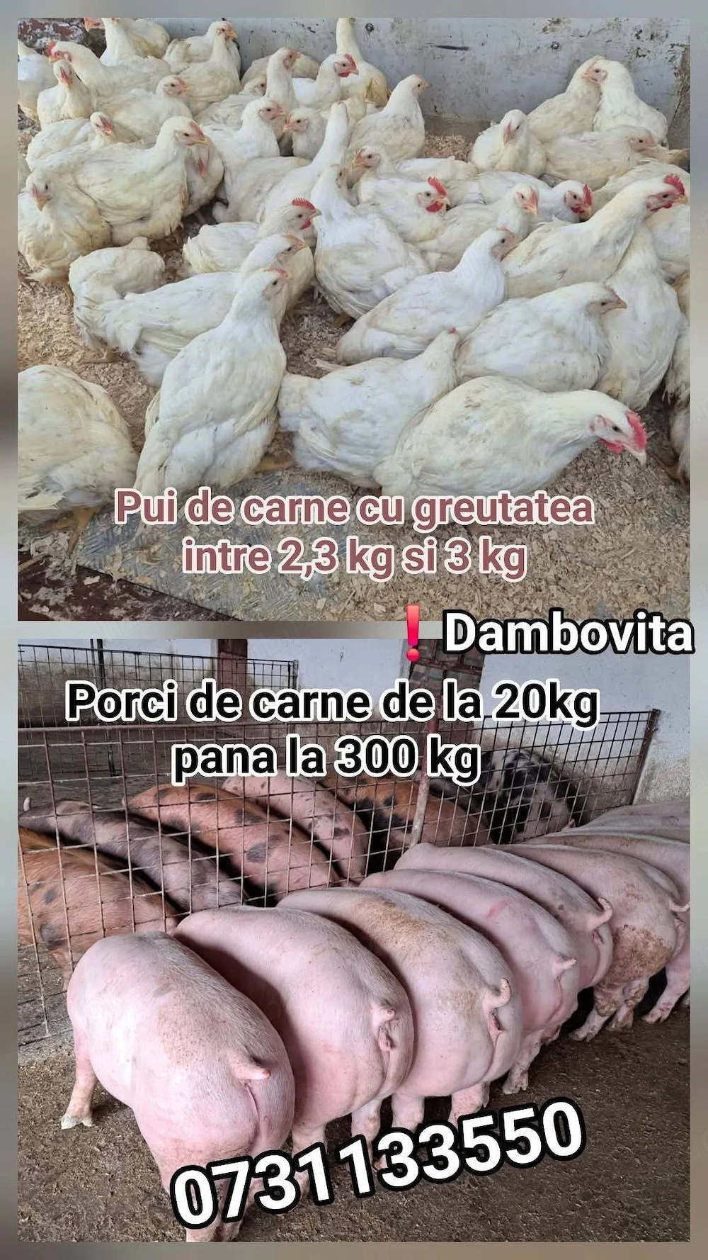 Pui albi de carne
