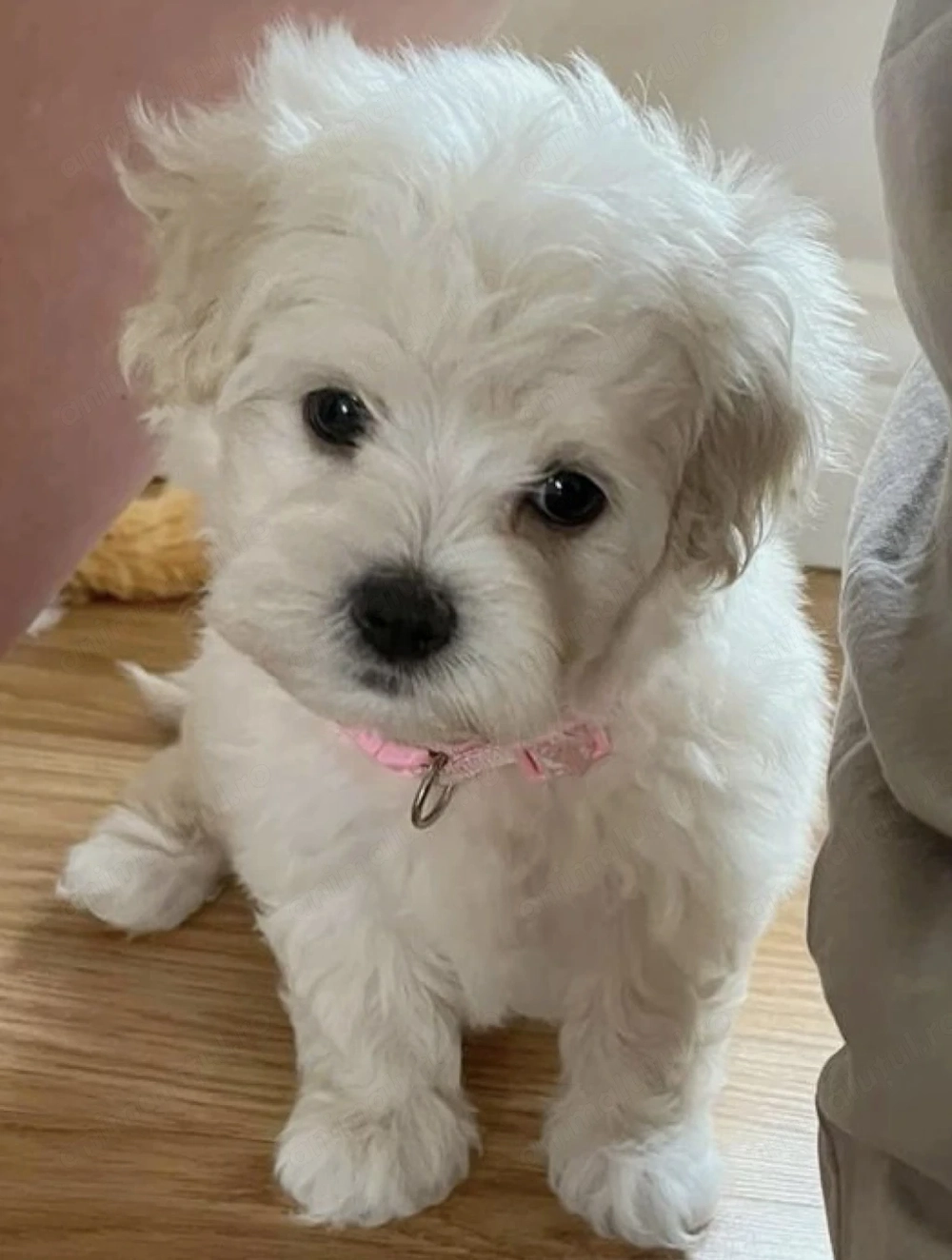 Bichon maltez fetita și baiat