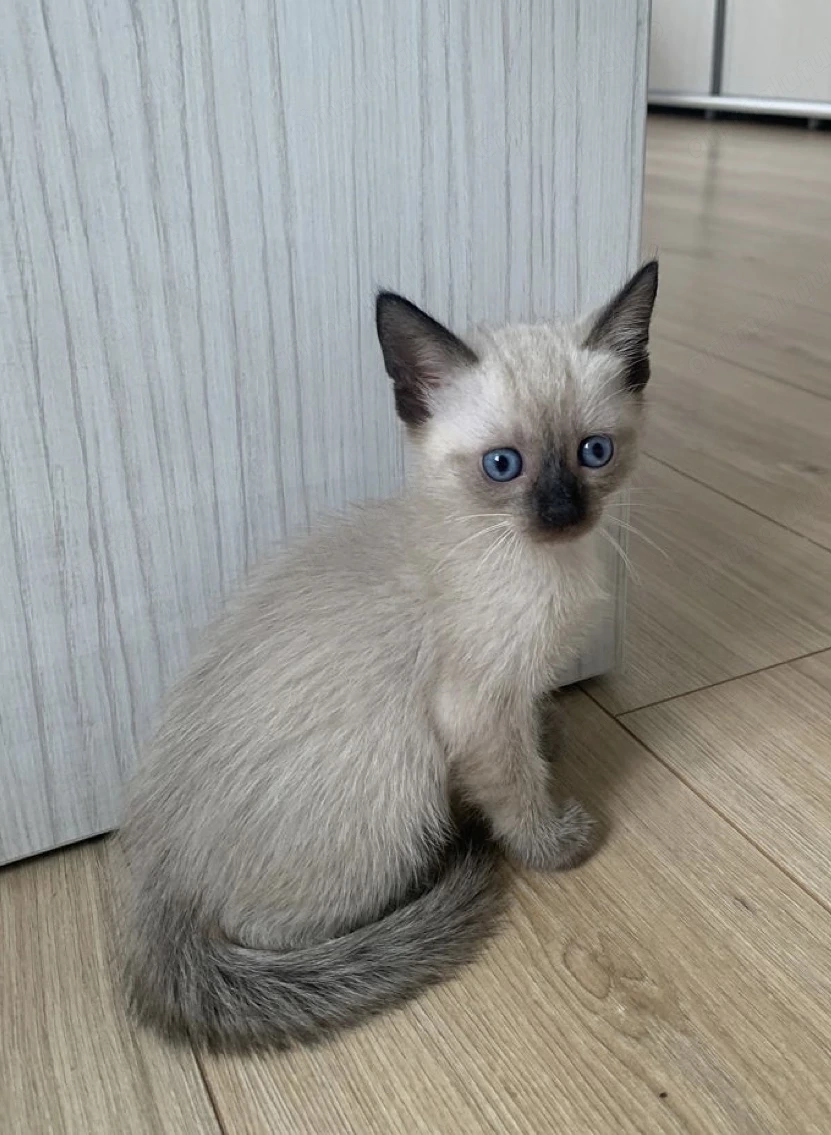 Puiuti siamezi disponibili
