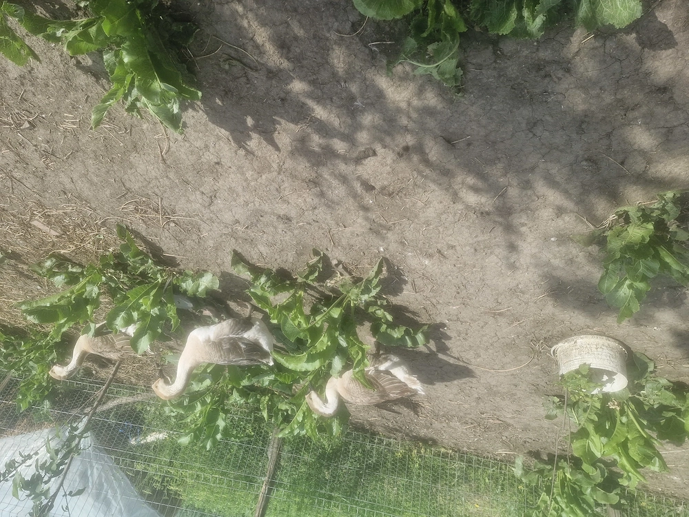 Oua de gasca pentru incubator 