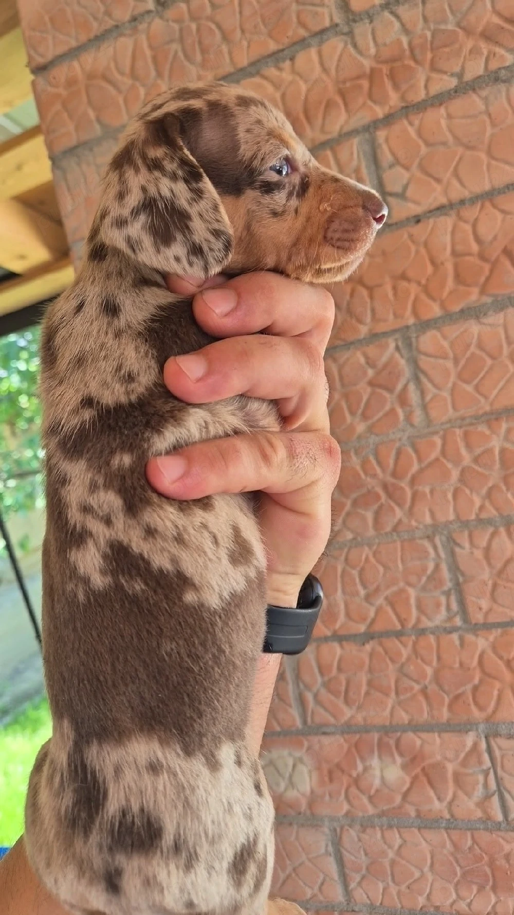 Teckel Dachshund 
