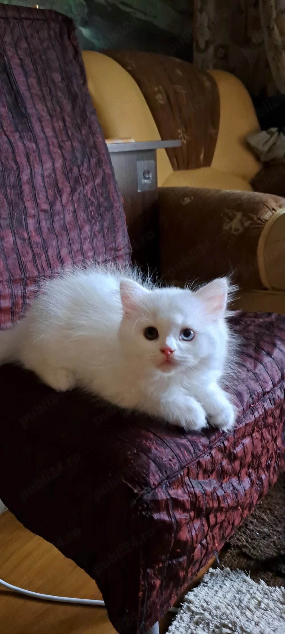 british longhair baietel