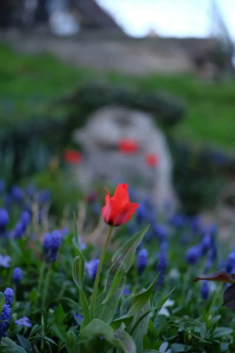 2 locuri de veci in cimitirul Sf. Lazar