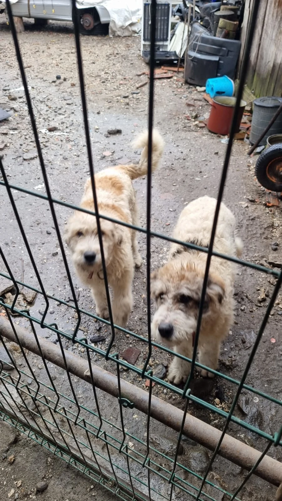 Câine Ciobănesc de Bucovina și cățea adultă   sănătoși, bine îngrijiți