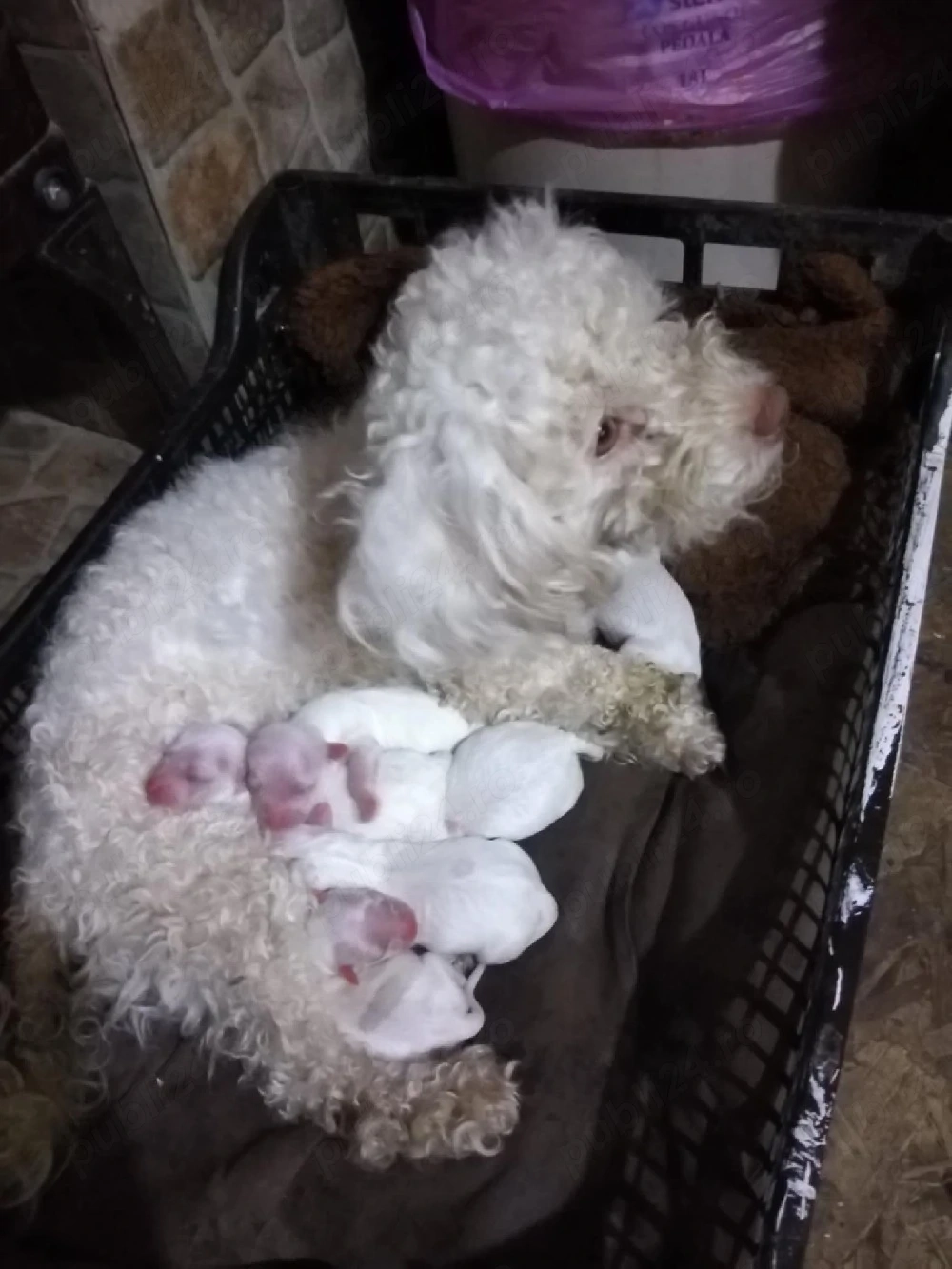 Vand fetita bichon maltese