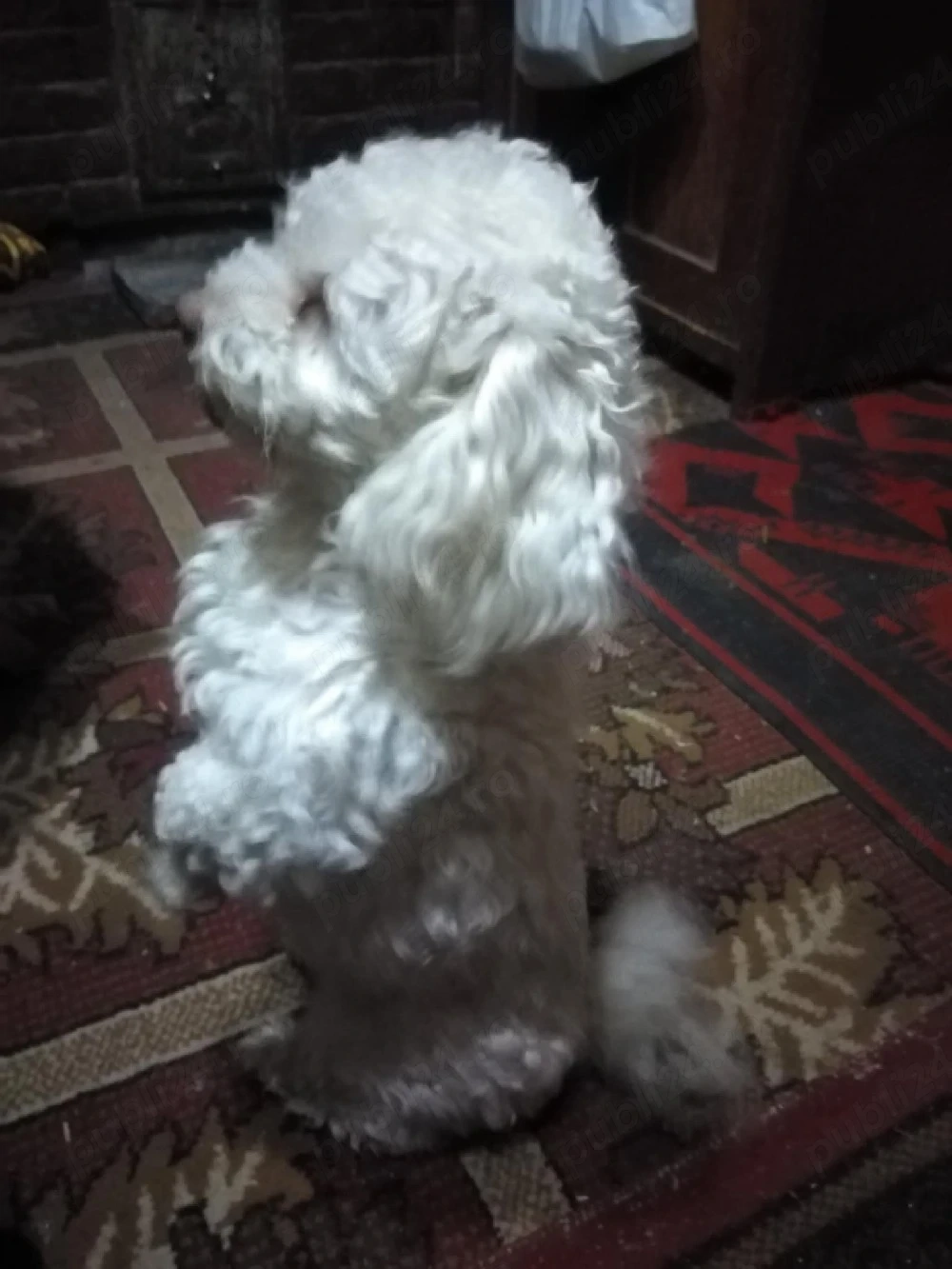 Vand fetita Bichon Maltese