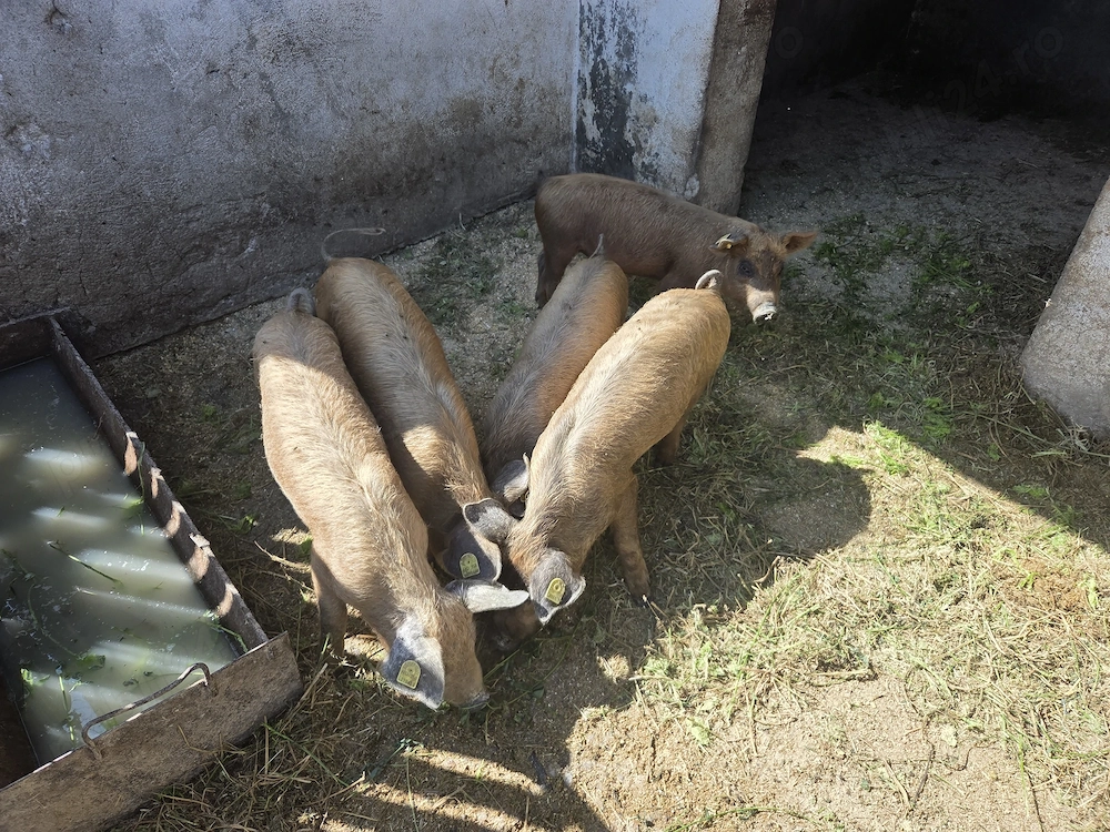 Purcei duroc de  10 saptamani