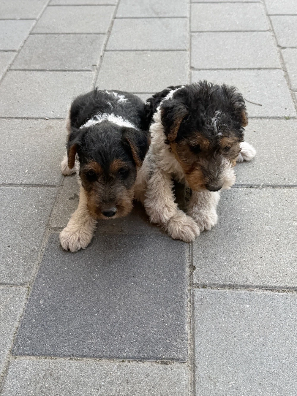 vand caței fox terrier 