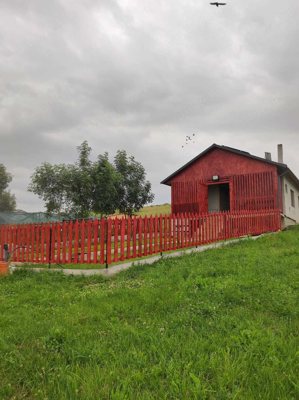 Vând fermă cu un lot de măgărițe 
