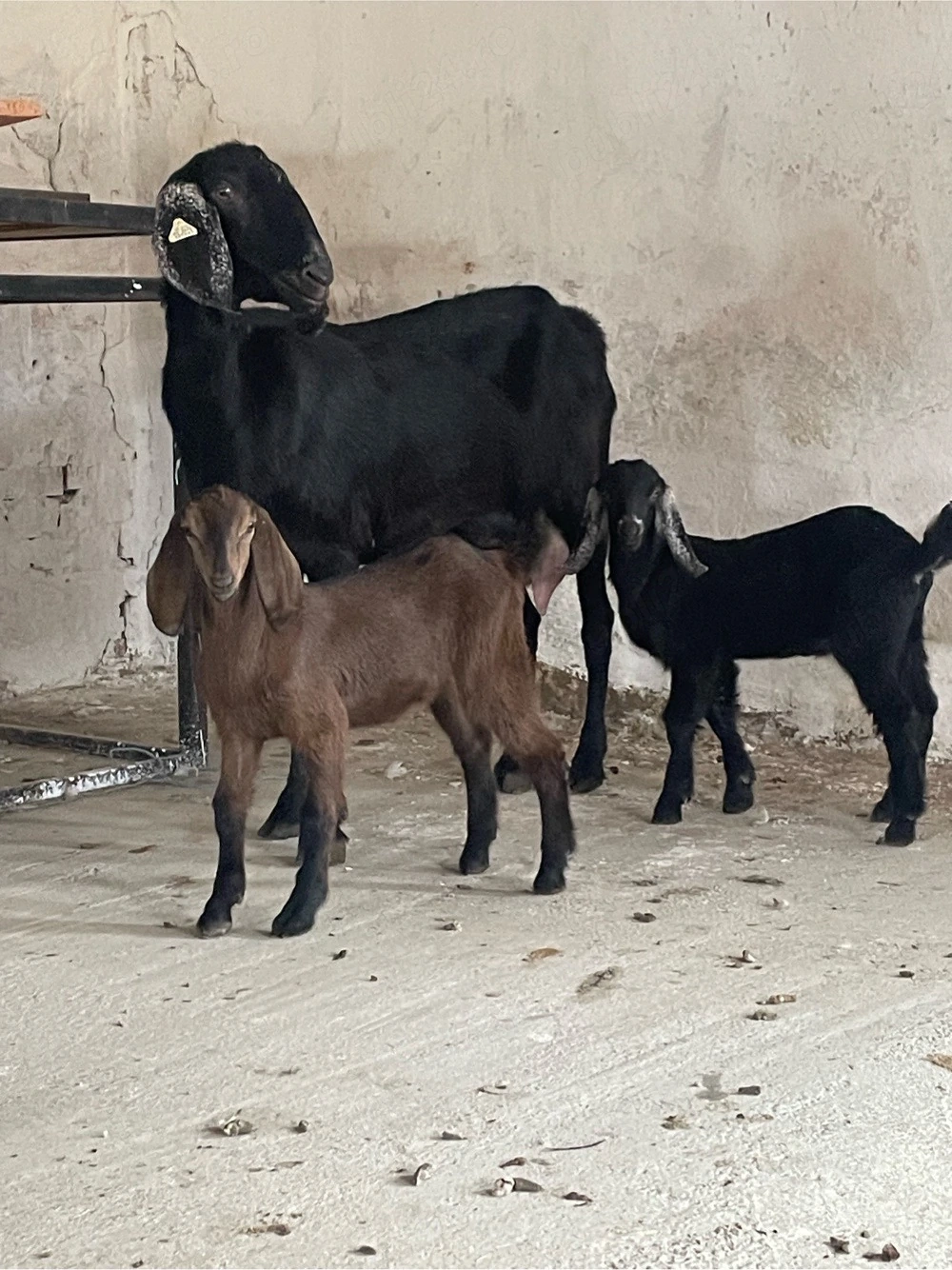 capra anglo nubiana 