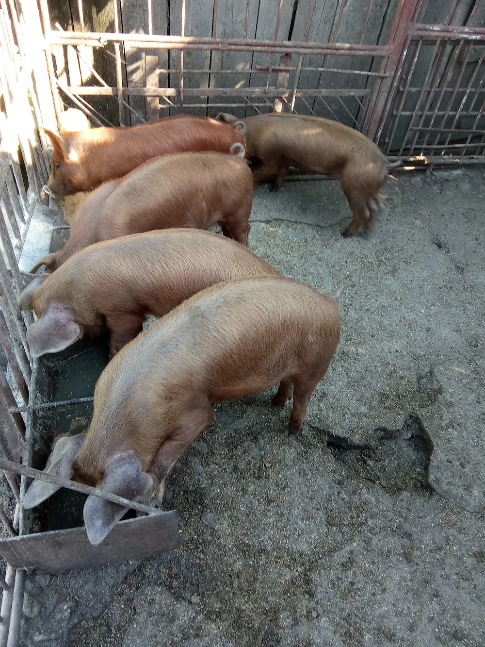 Vând purcei duroc