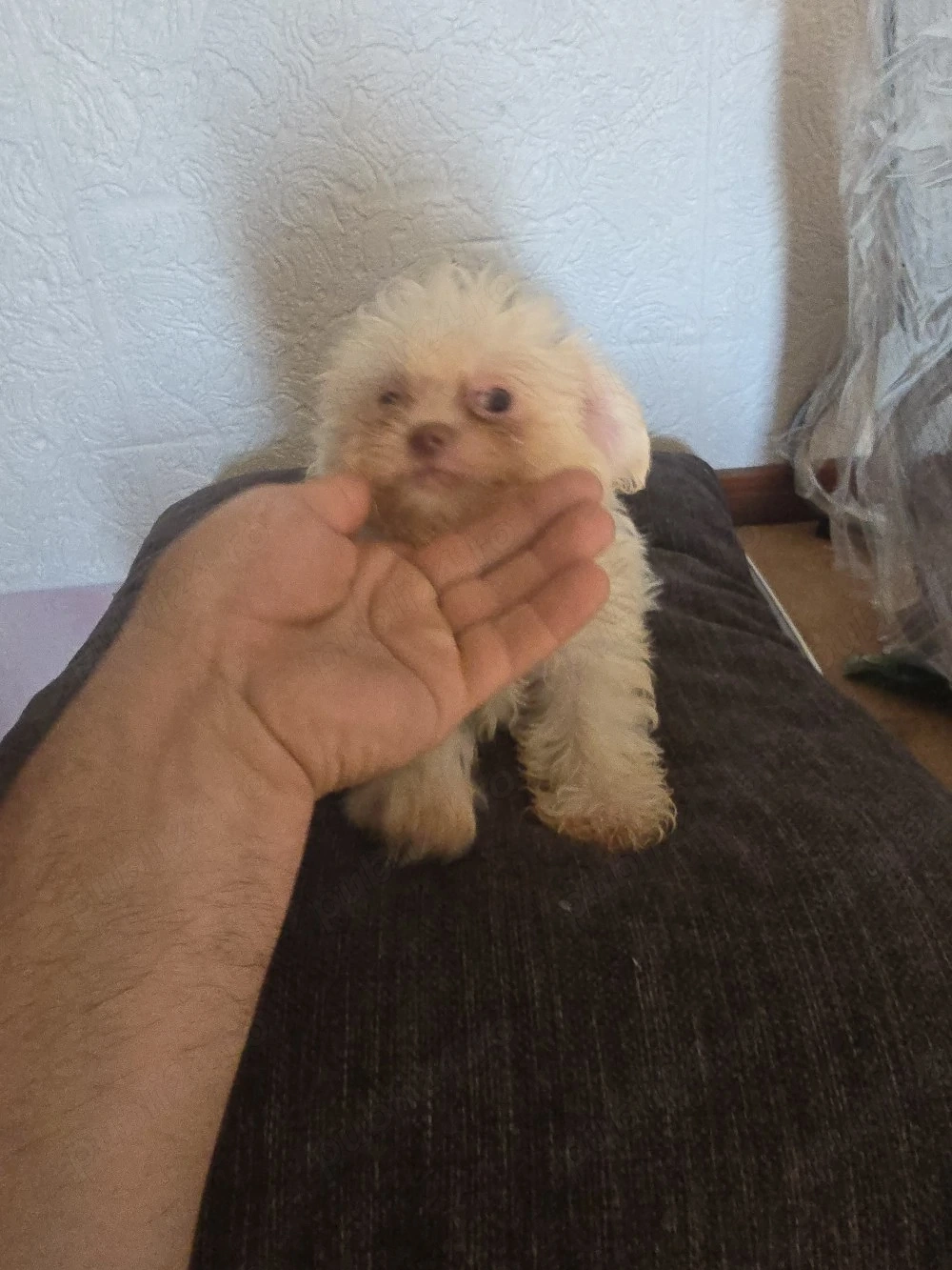 catel bichon minitoi
