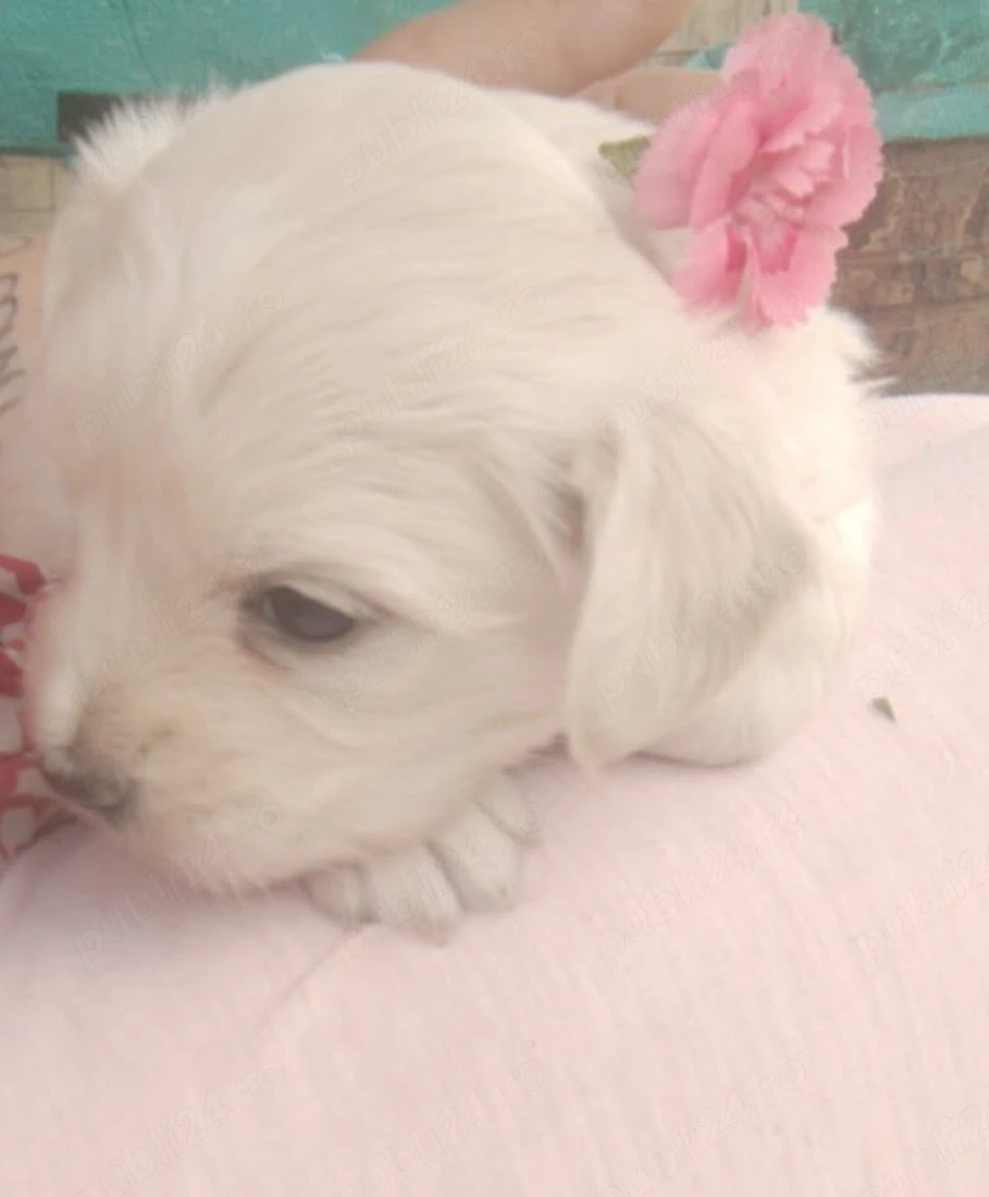vand 2 cateluse Bichon maltez