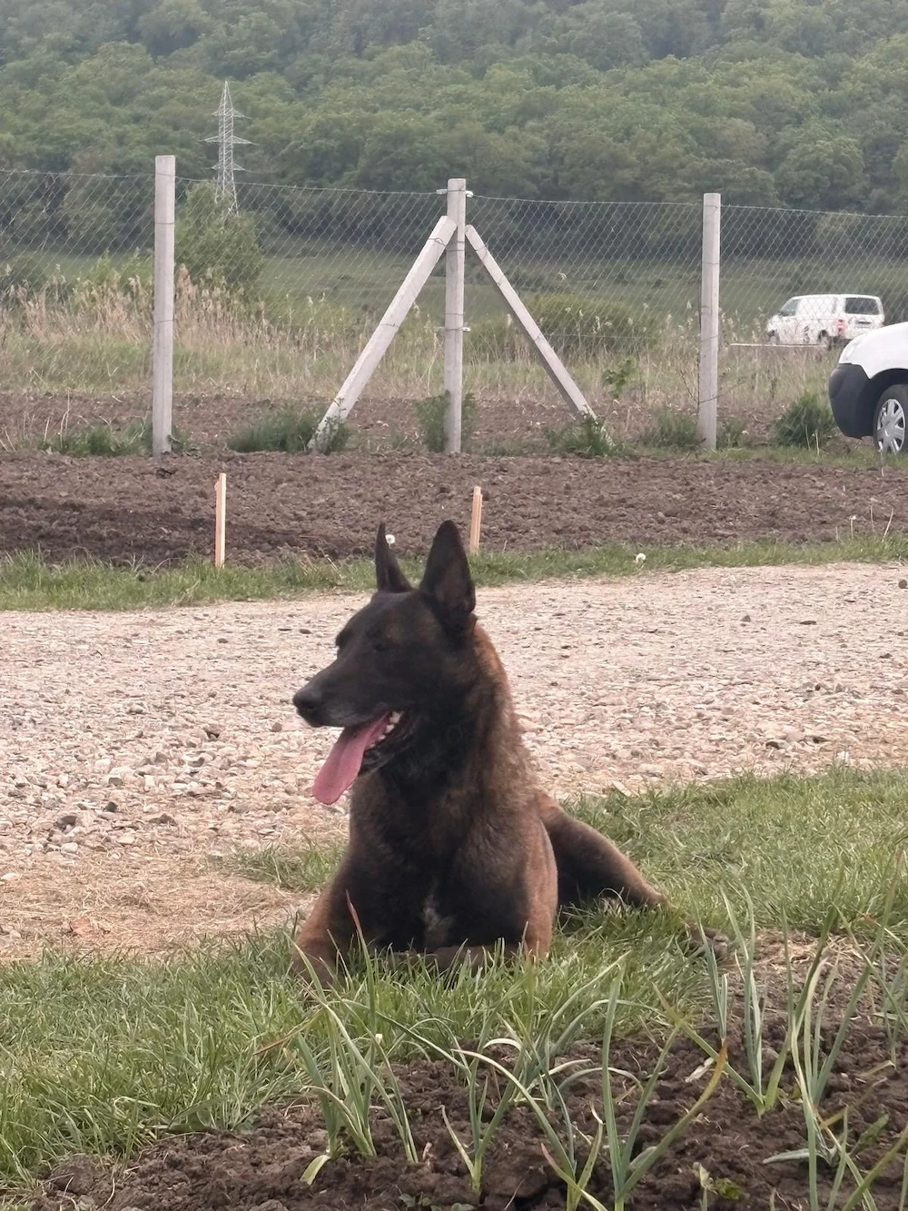 Vând ciobănesc belgian malinois 