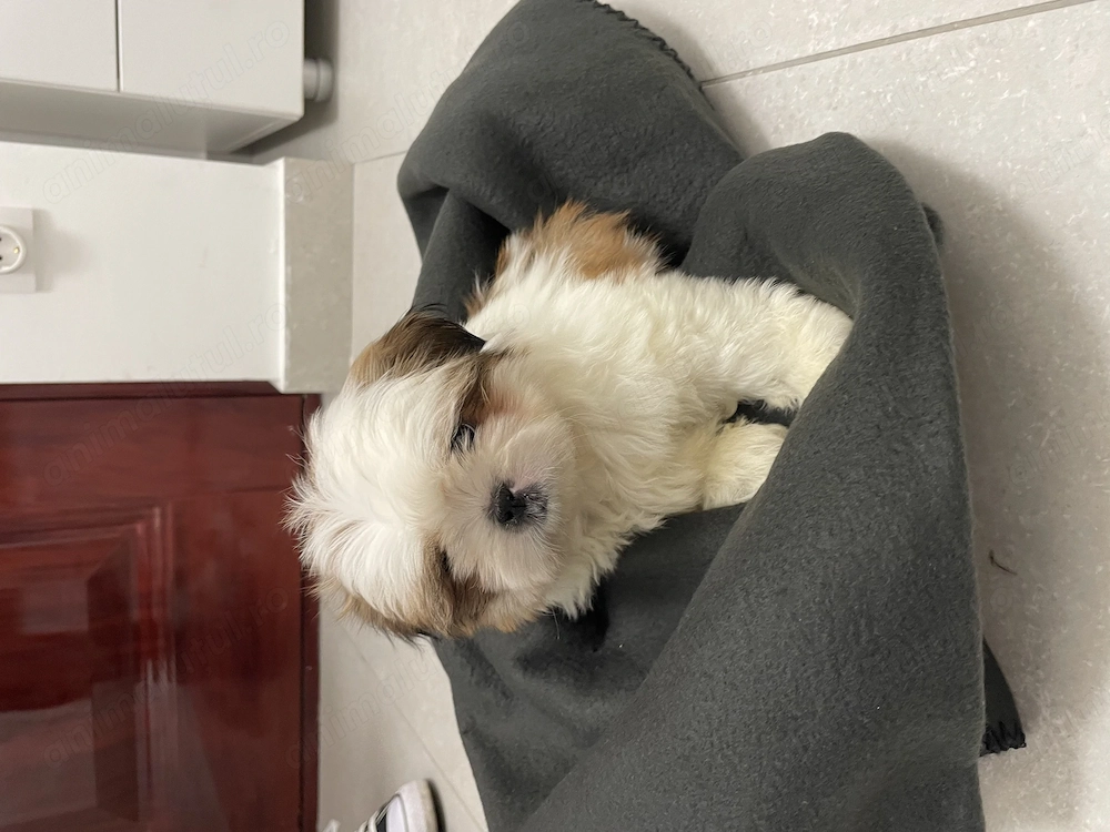 Pui Shih tzu spre adopție 