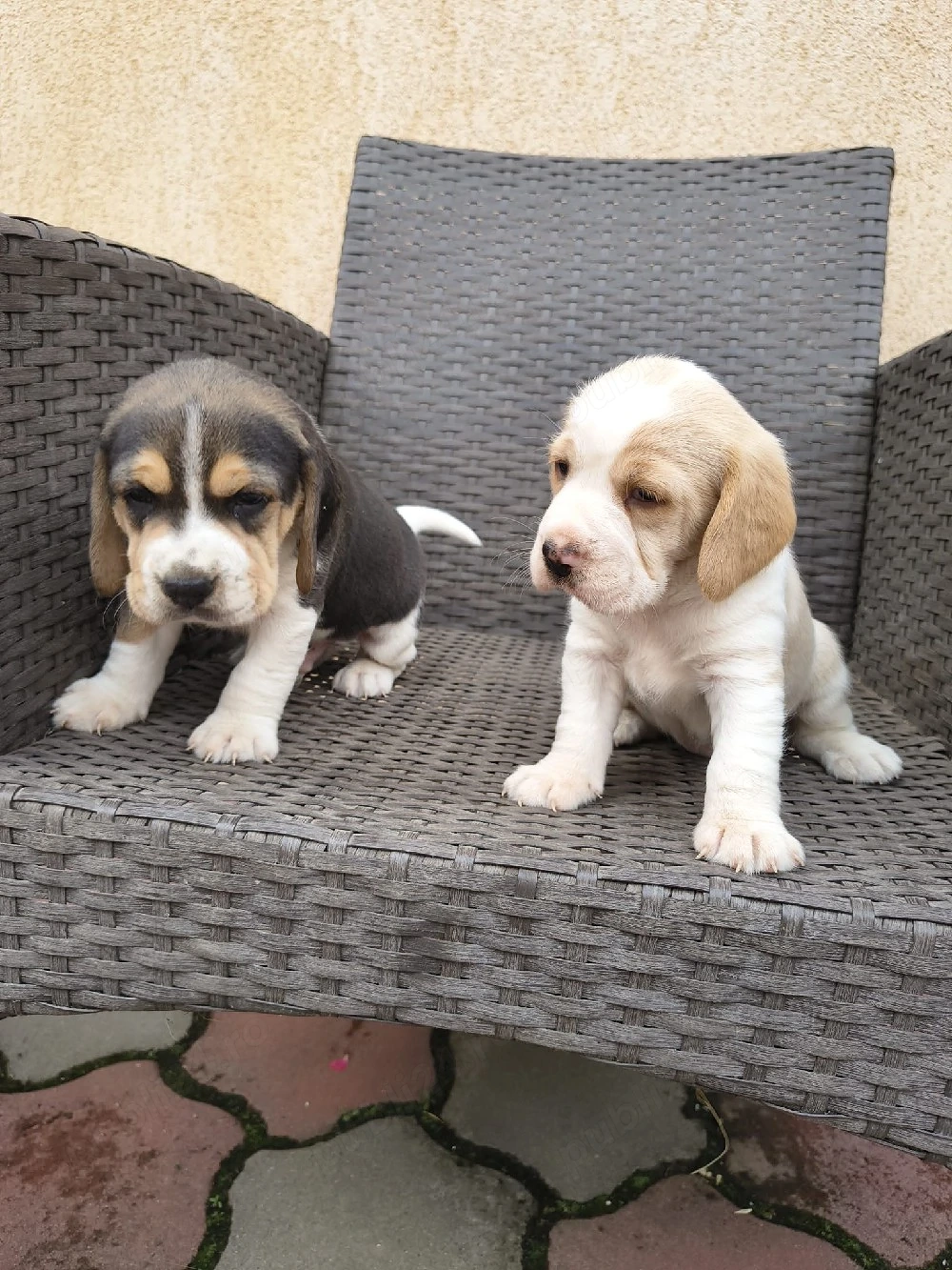 căței beagle 