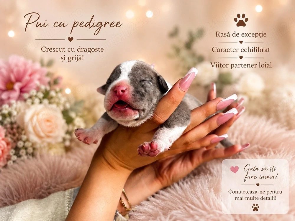 American Bully XL cu Pedigree ABKC Merle si Blue cu Alb