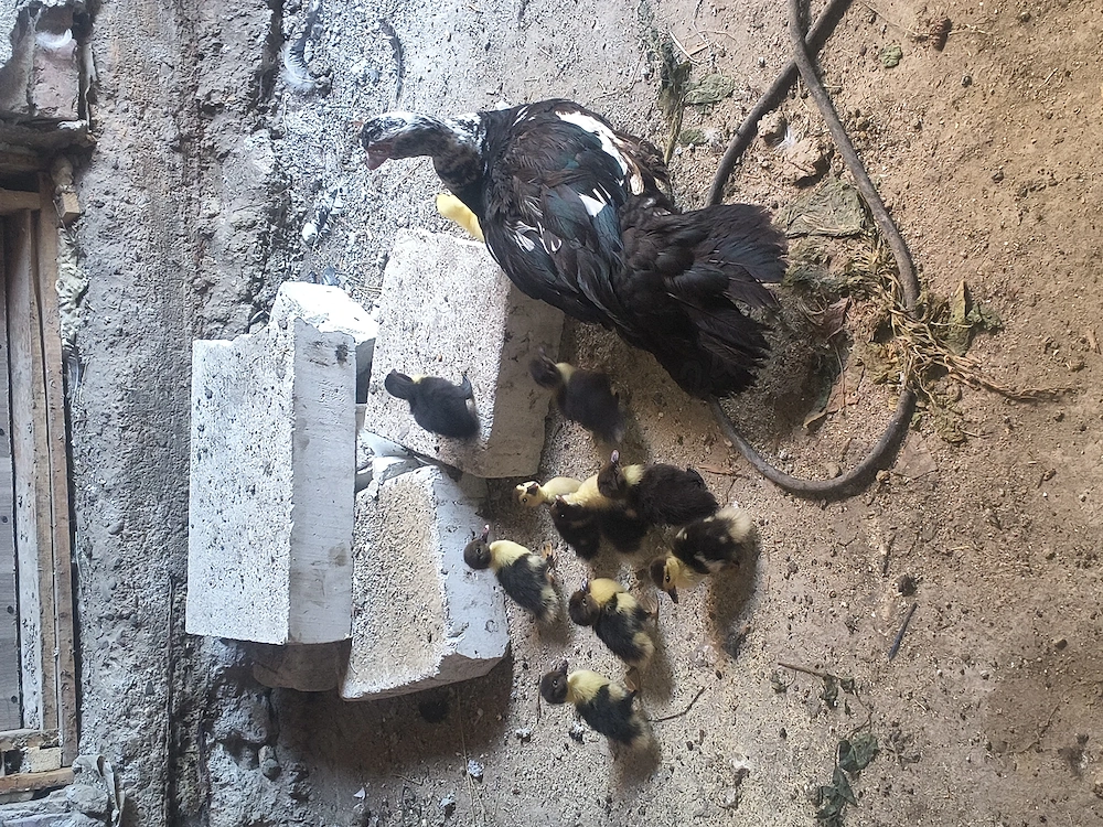 Rață cu rățuște de vînzare 