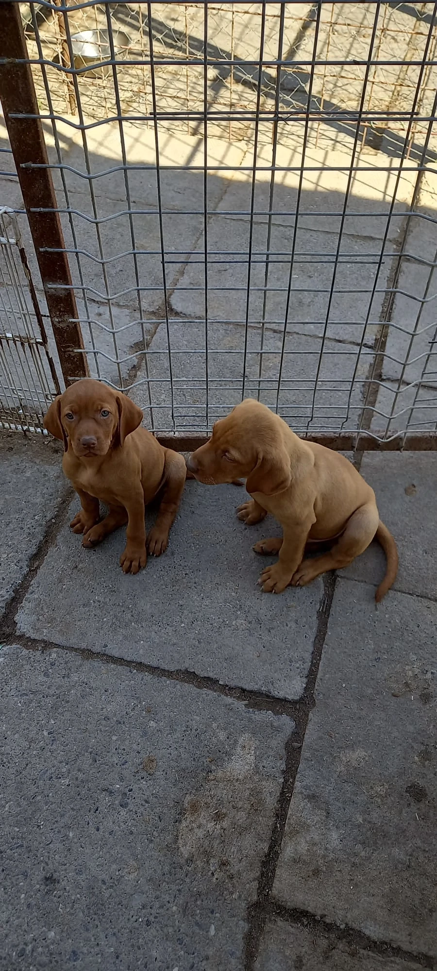 Pui de Vizsla Maghiara cauta stapani iubitori