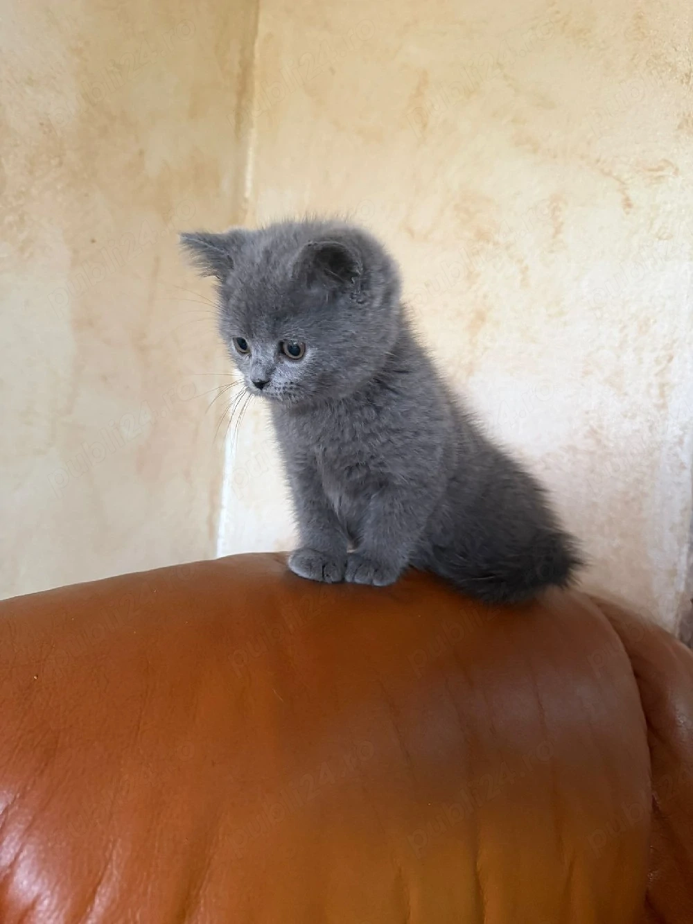 British shorthair blue!!!