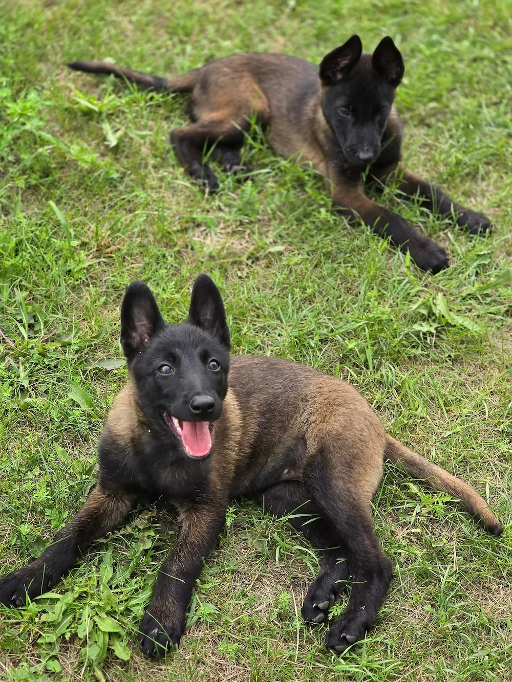 Ciobănesc Belgian Malinois 