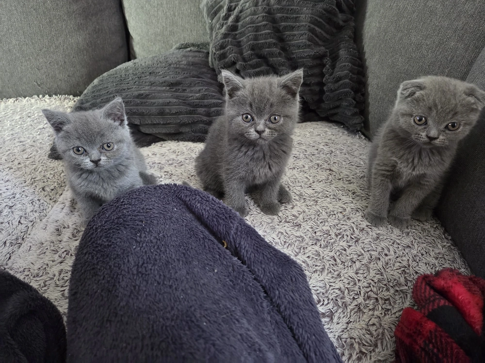 Vand pui Scottish Fold