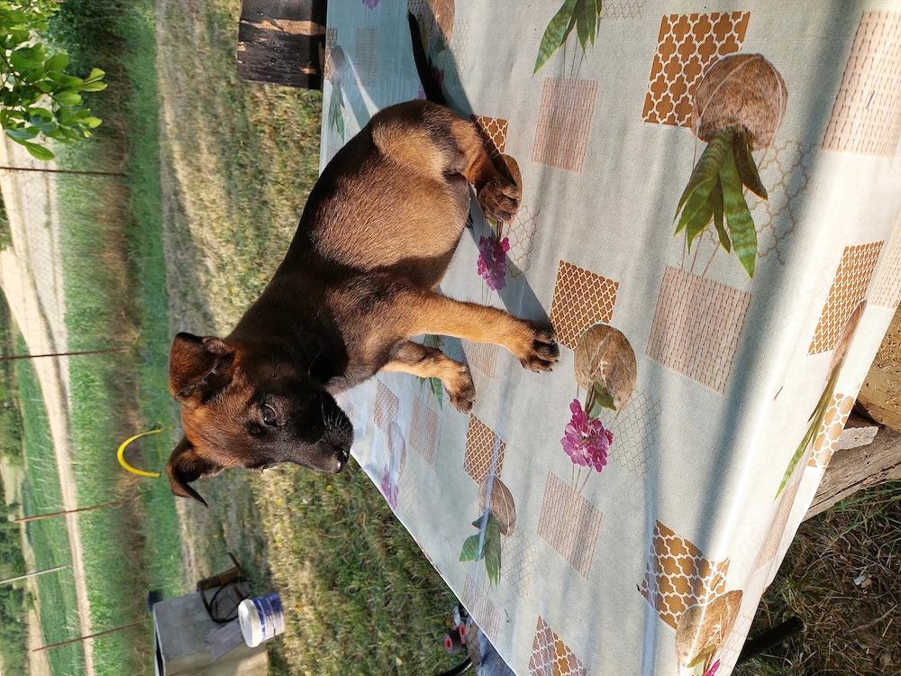 Cățeluși malinois
