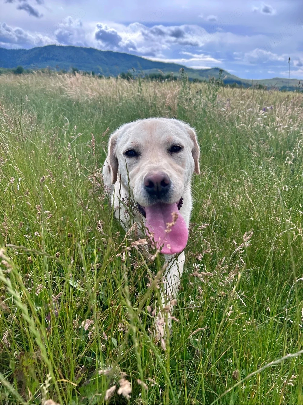Labrador Retriver