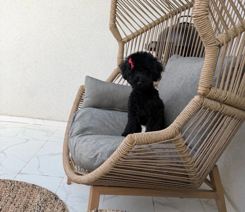 pudel negru