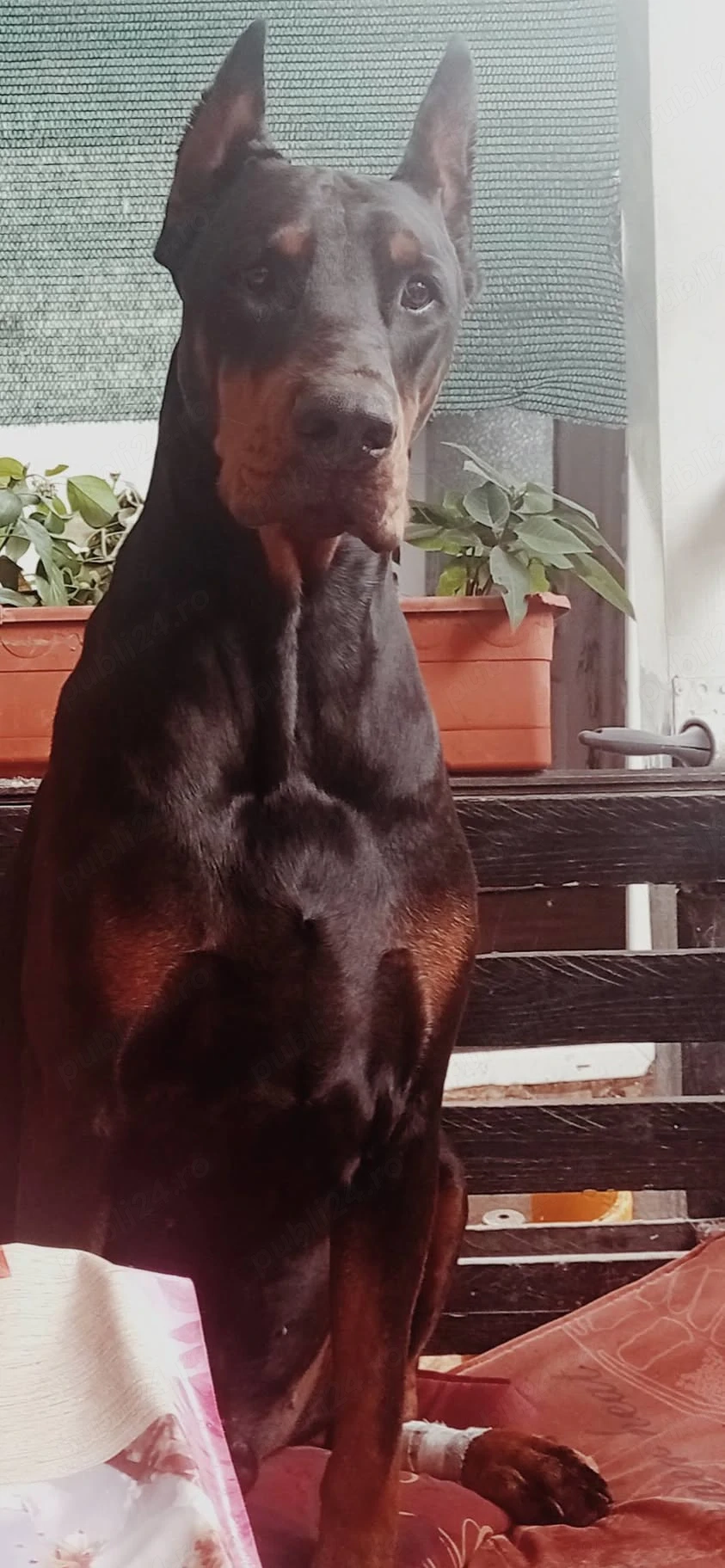 Canisa de Doberrmann cauta casa pt 4 femele.