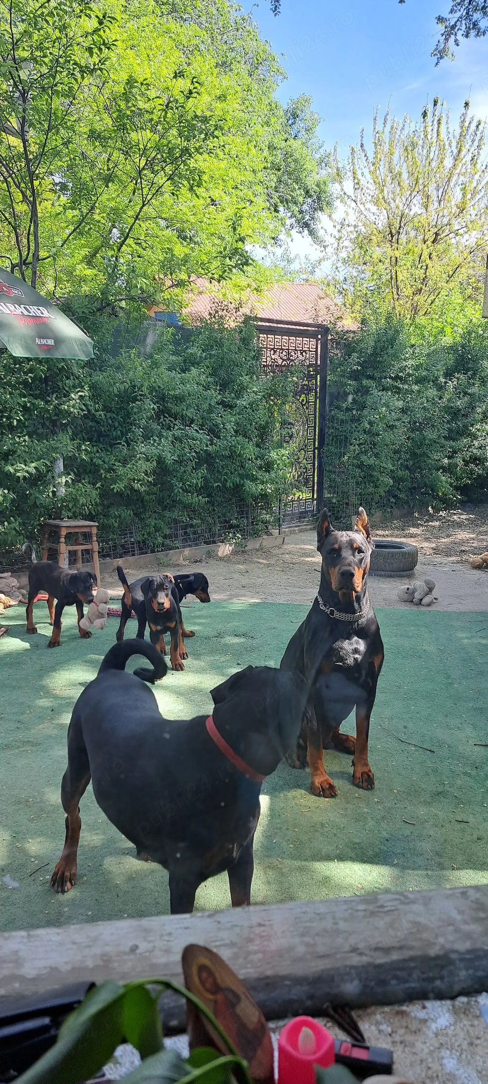 Canisa de Doberrmann cauta casa pt 4 femele.