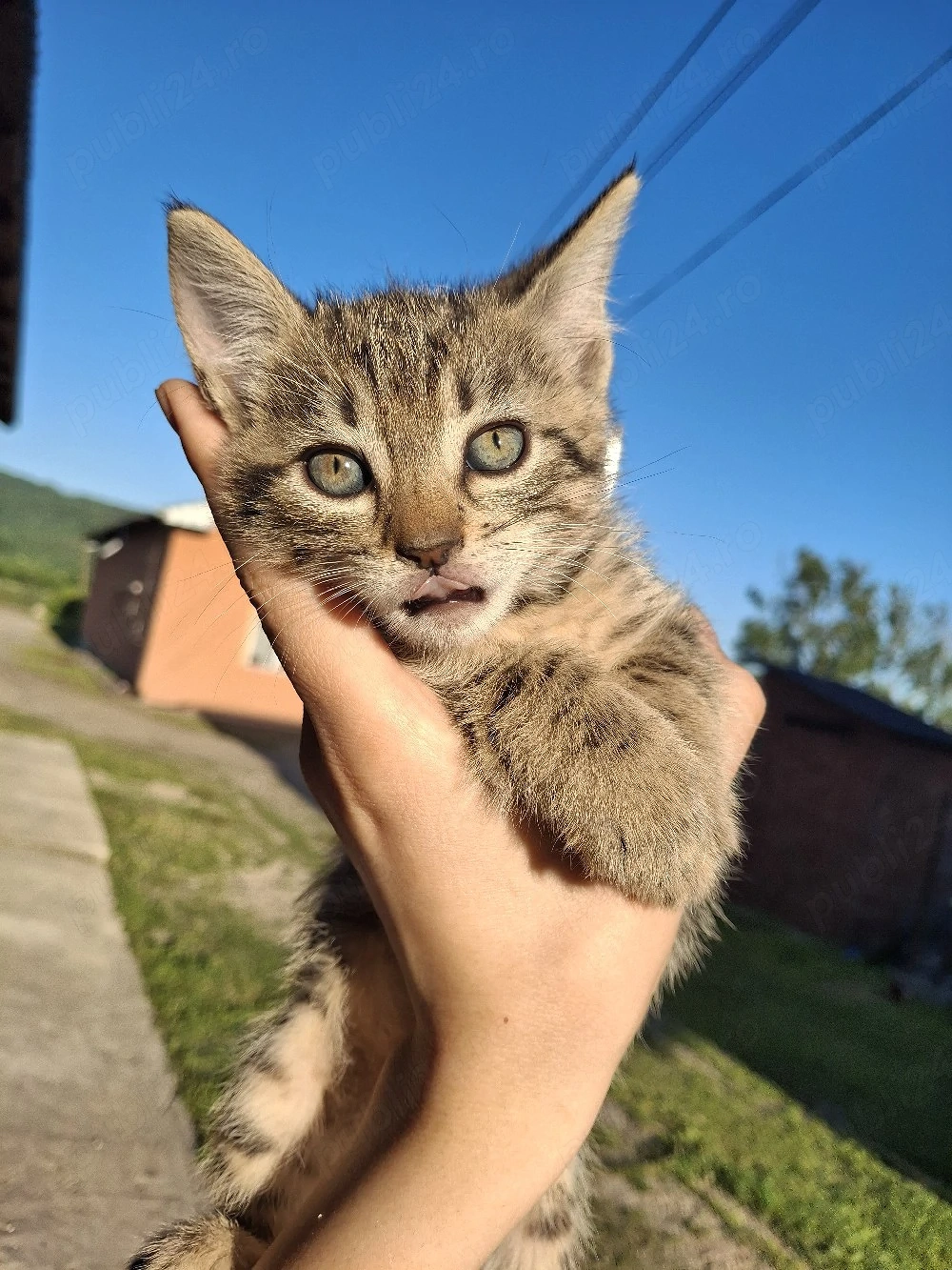 Pui de pisoi spre adoptație
