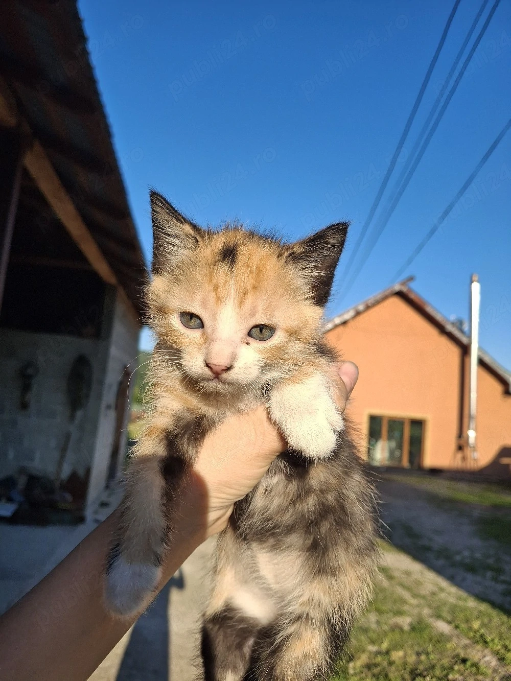 Pui de pisoi spre adoptație