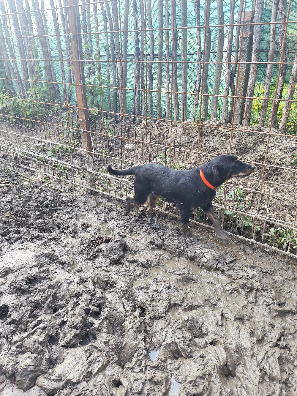Jagdterrier mascul 