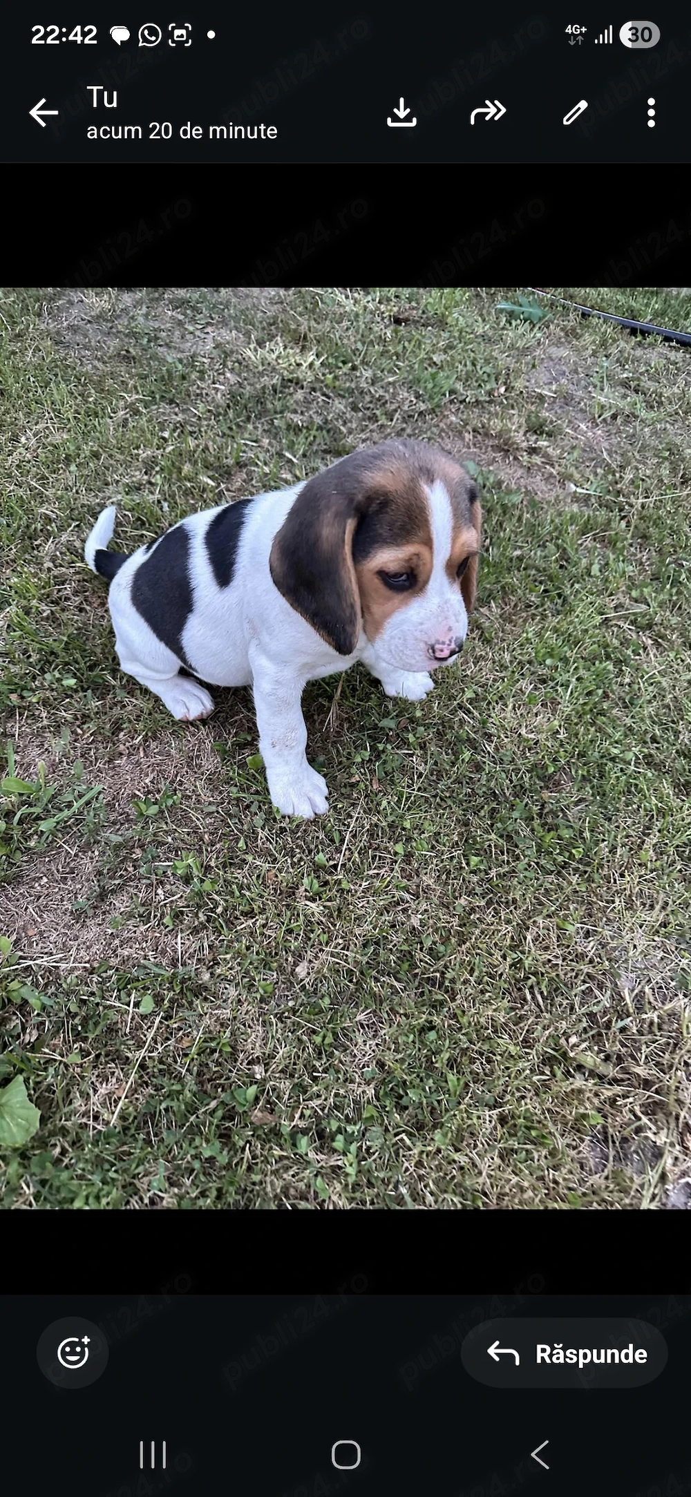 Catei beagle rasa pura