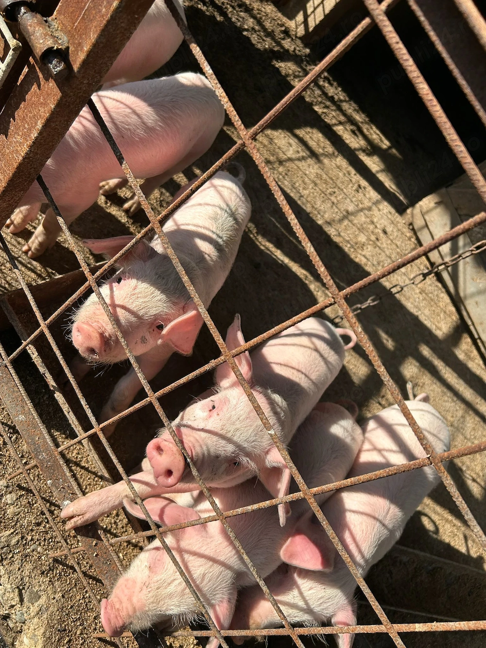 Vând purcei de 6 săptămâni sănătoși mănâncă foarte bine chiar și uscat rasă marele alb 