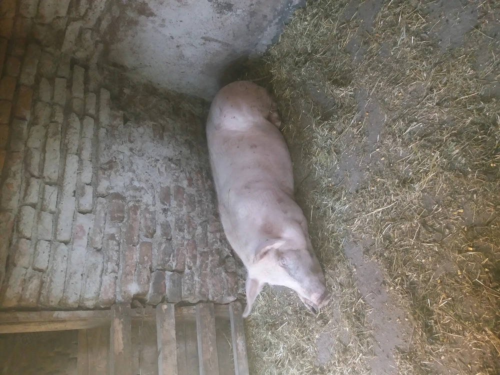 Vand porci 120 130kg 