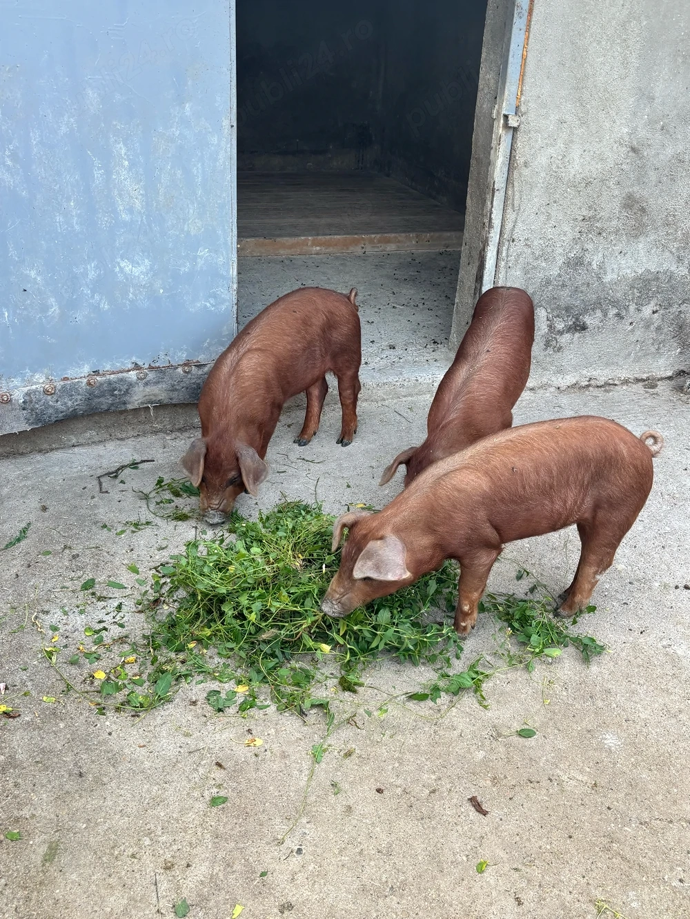 Purcei Duroc