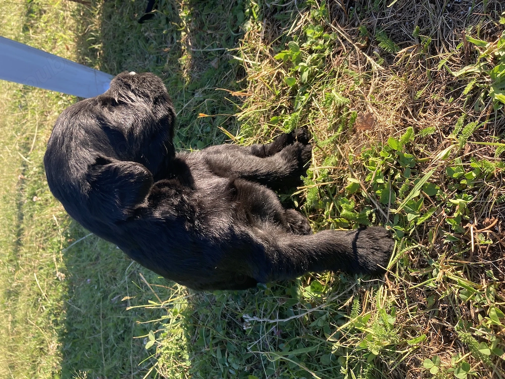 Vând Schnauzer Uriaș 