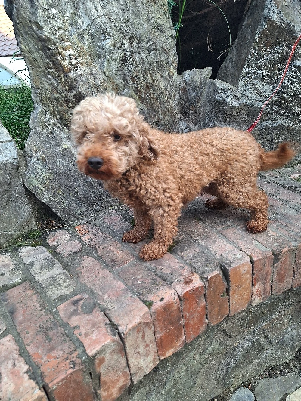 Pudel femela