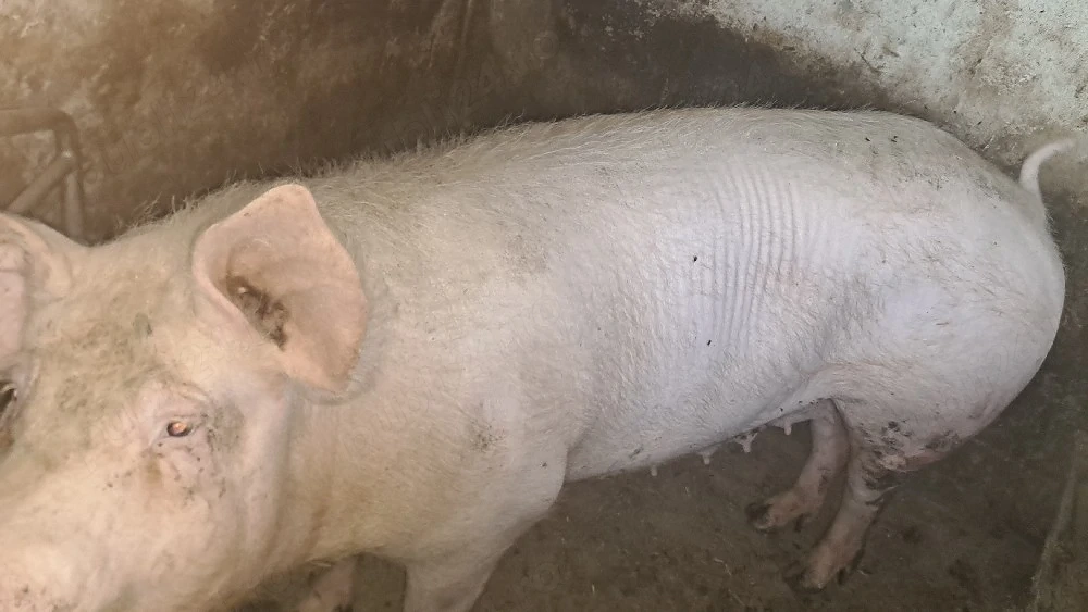 Disponibila scroafa landras cu pietrain