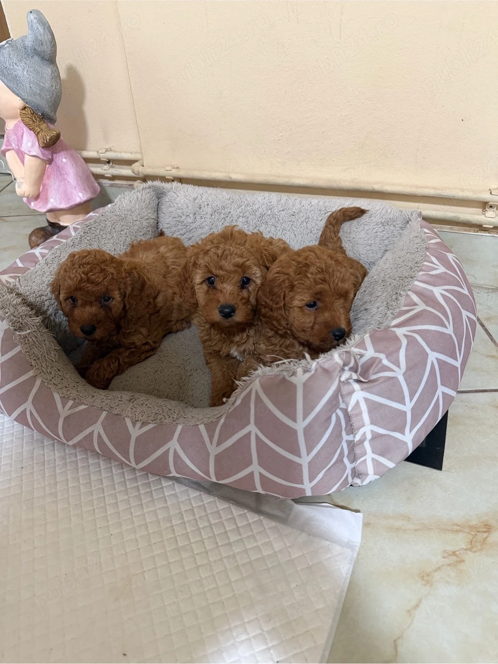 Poodle Pudel red toy
