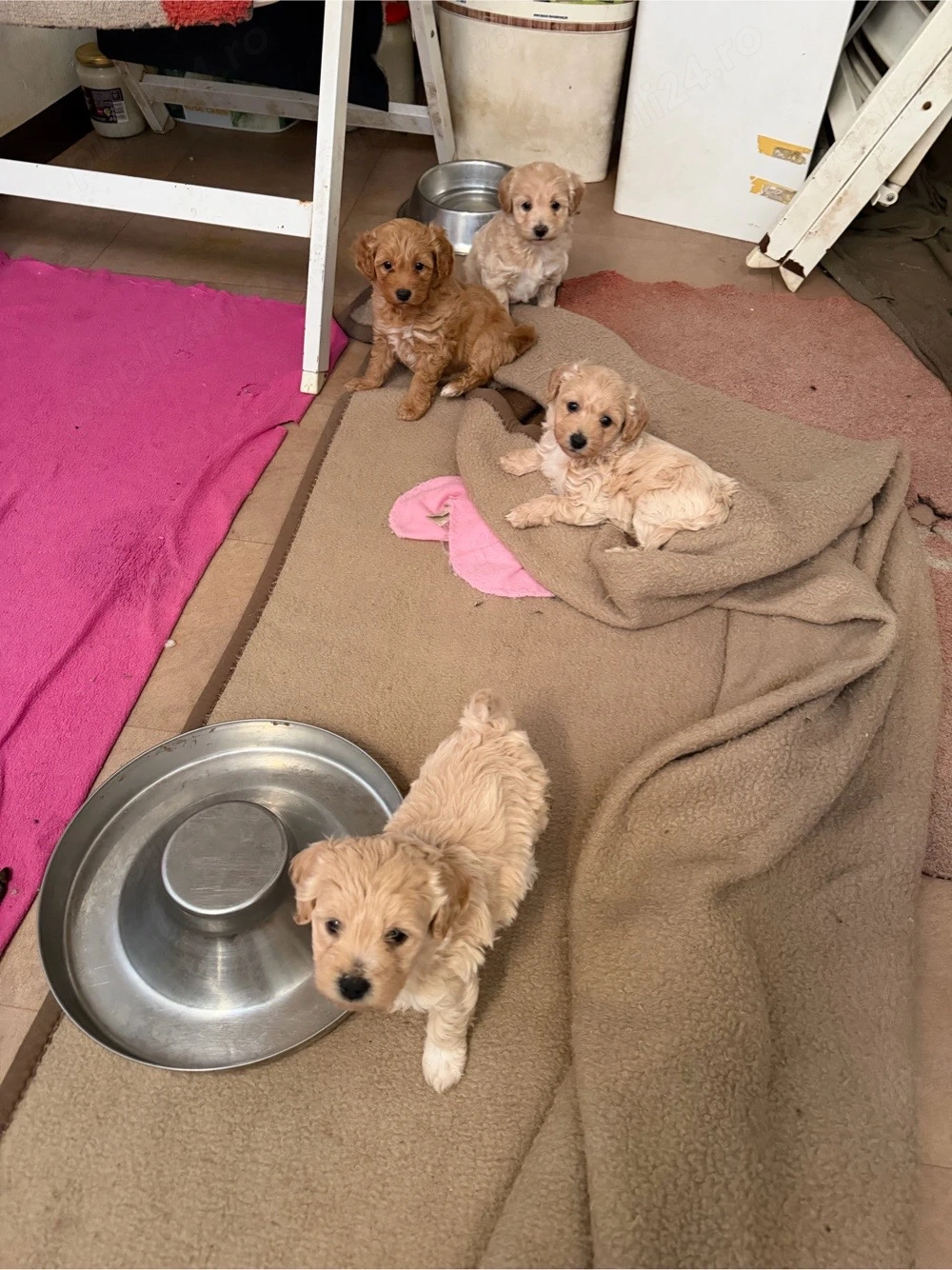 Maltipoo Maltipo