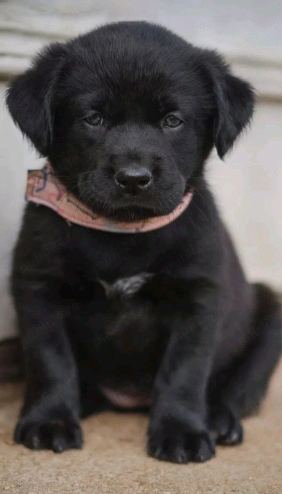 Laborator Retriever 