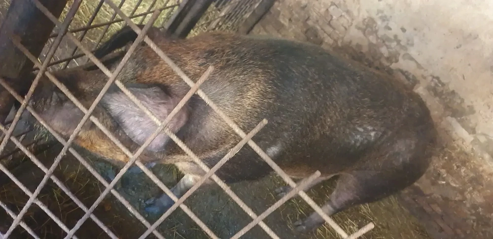 Scroafă Duroc pur