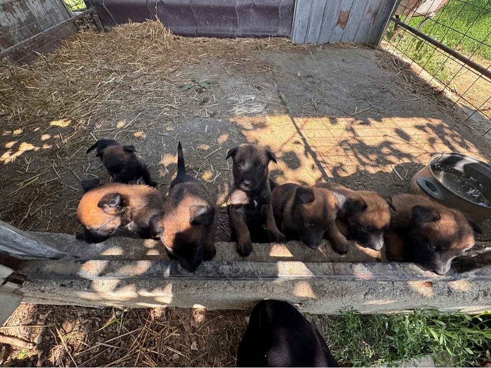 Caini belgian malinois